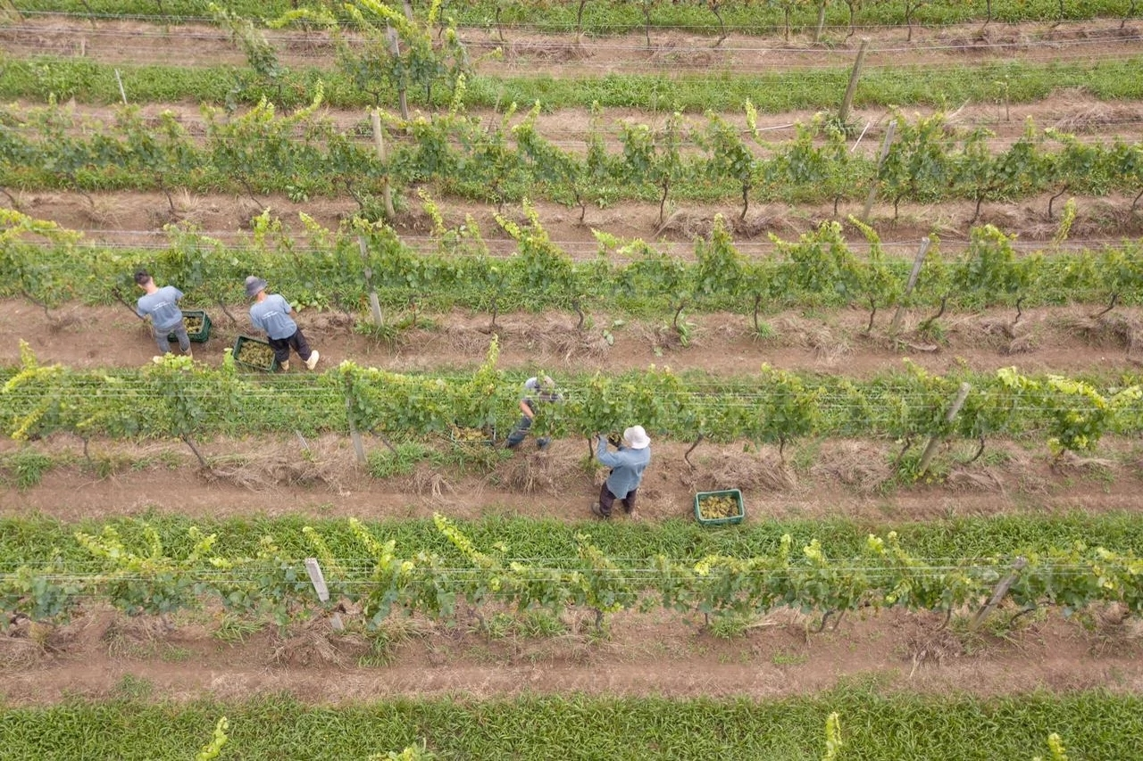 Gente recogiendo uvas en viñedos.