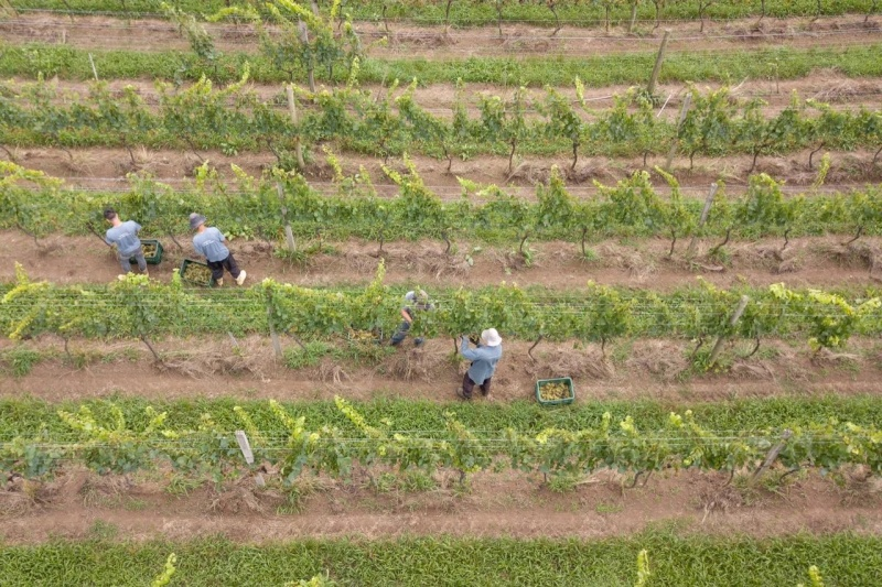 Gente recogiendo uvas en viñedos